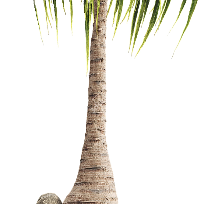 Exotic Ponytail Palm Tree Model 3D model image 5