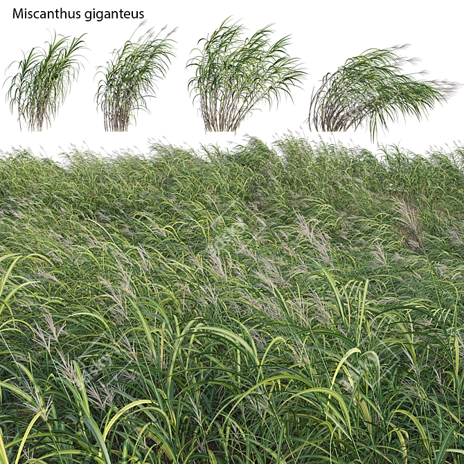 Complete 3D Miscanthus Plant Models 3D model image 1