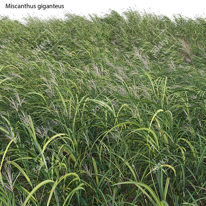 Complete 3D Miscanthus Plant Models 3D model image 2