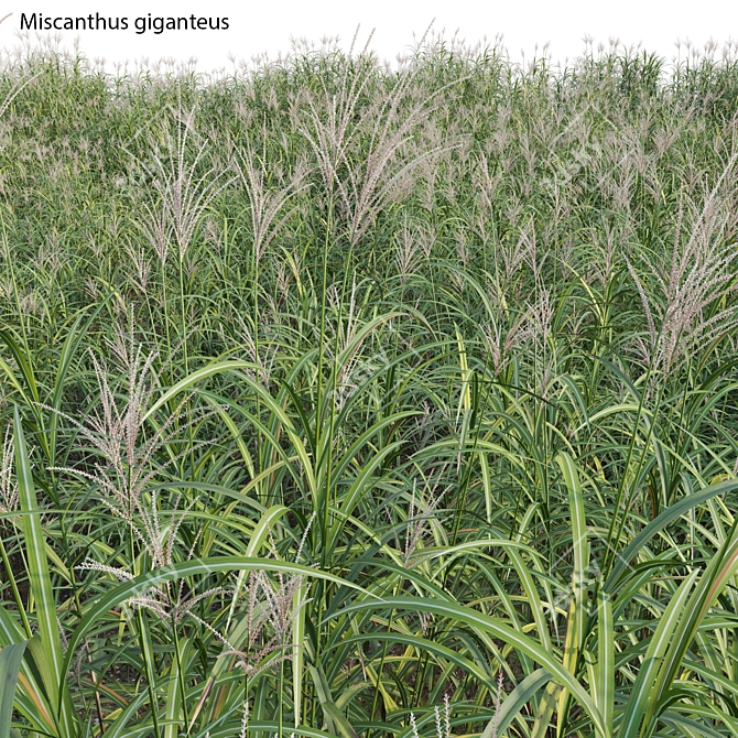 Complete 3D Miscanthus Plant Models 3D model image 3