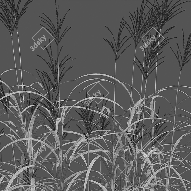 Complete 3D Miscanthus Plant Models 3D model image 4