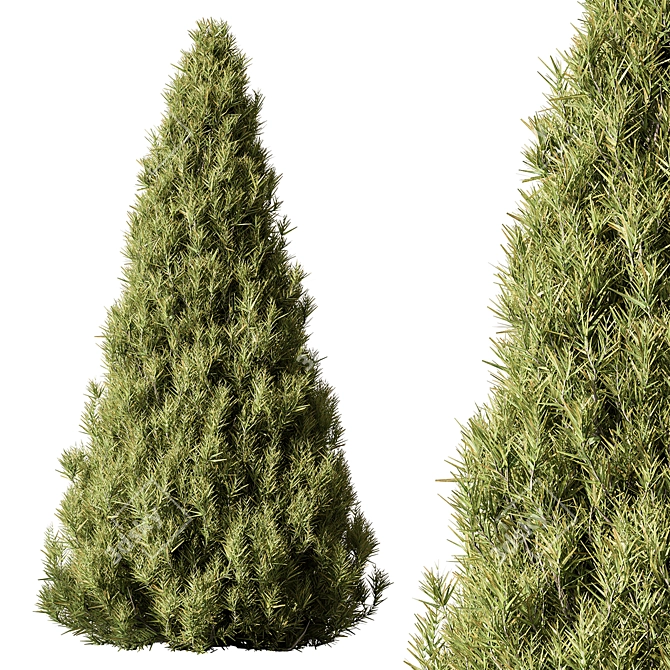 Evergreen Pine Tree Set 123 3D model image 1