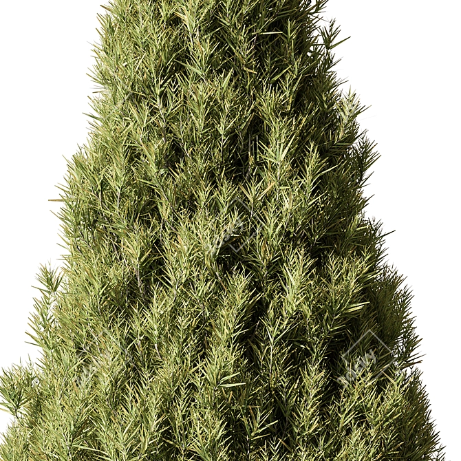 Evergreen Pine Tree Set 123 3D model image 2