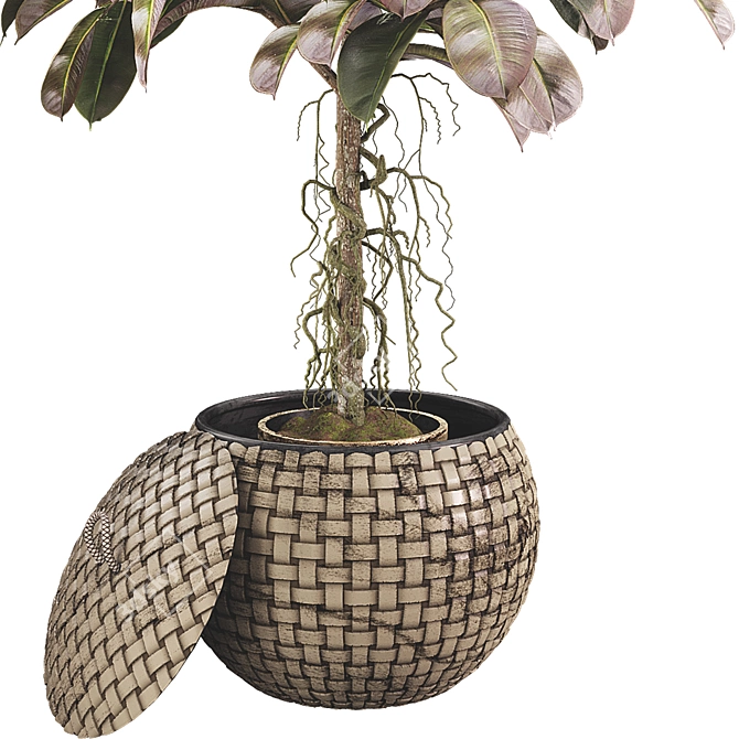 Indoor Ficus Elastica Rubber Plant 3D model image 2