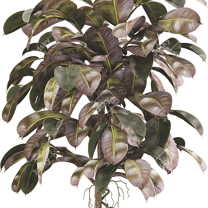 Indoor Ficus Elastica Rubber Plant 3D model image 3