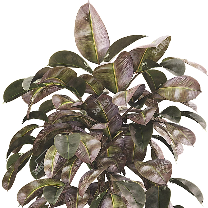 Indoor Ficus Elastica Rubber Plant 3D model image 4