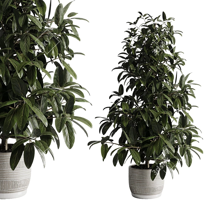 Ficus Plant 3D Model Vase 3D model image 1