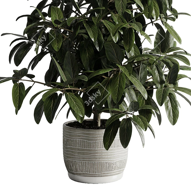 Ficus Plant 3D Model Vase 3D model image 2