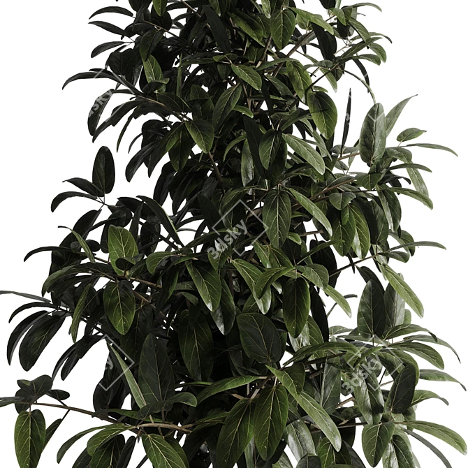 Ficus Plant 3D Model Vase 3D model image 3