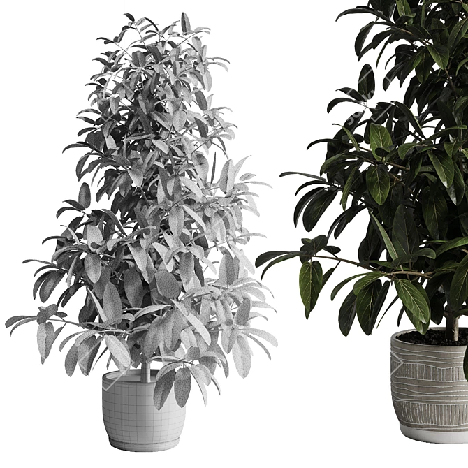 Ficus Plant 3D Model Vase 3D model image 4