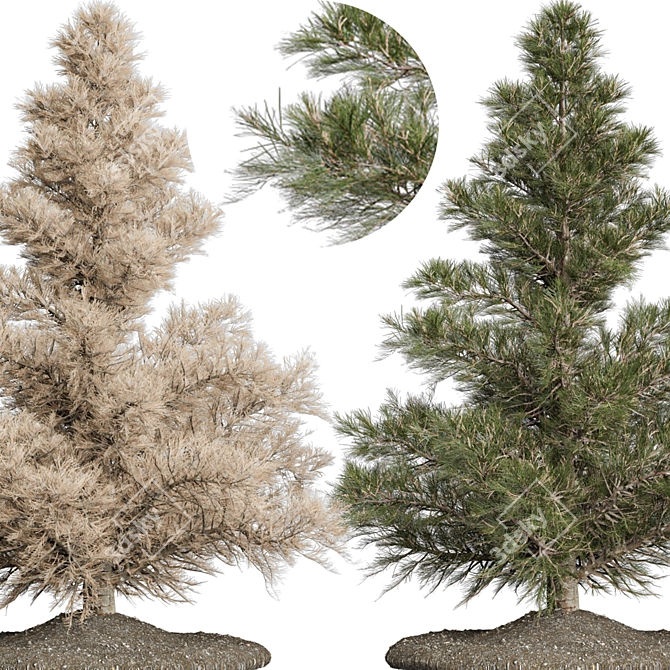 Seasonal Pine Tree 3D Models 3D model image 3