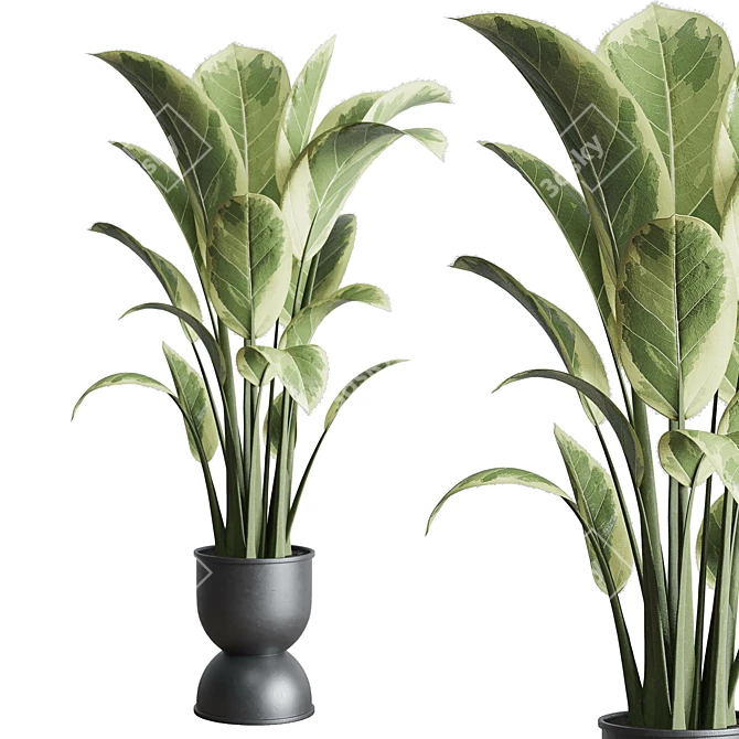 Rubber Plant in Concrete Vase 3D model image 1