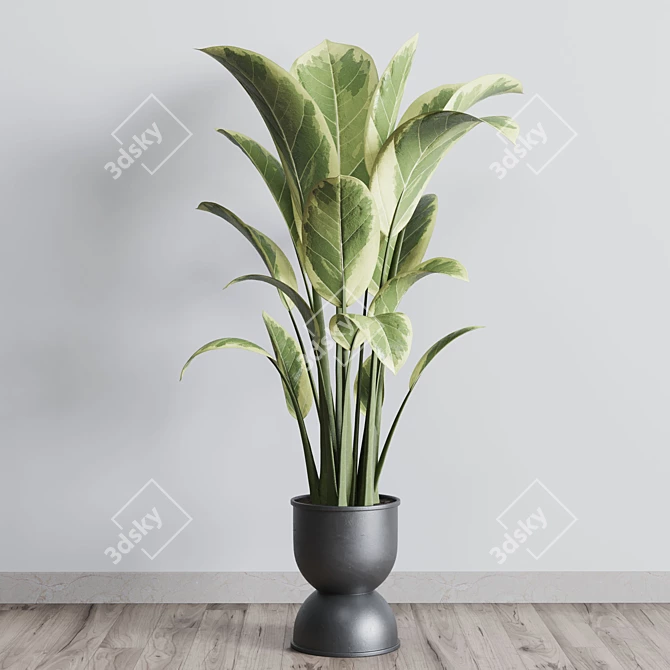 Rubber Plant in Concrete Vase 3D model image 2