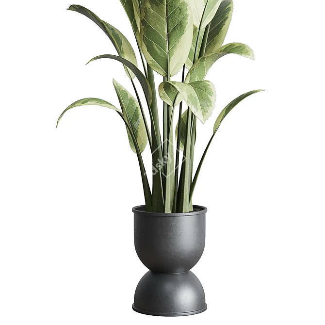 Rubber Plant in Concrete Vase 3D model image 3