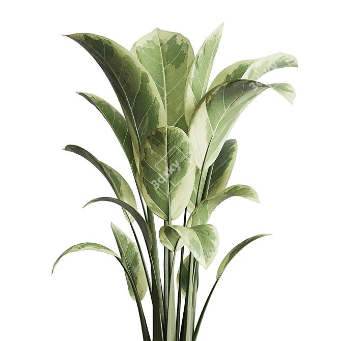 Rubber Plant in Concrete Vase 3D model image 4