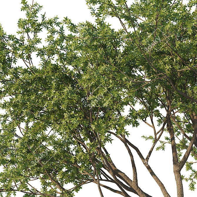 Fusiformis 04 Oak Tree Model 3D model image 2