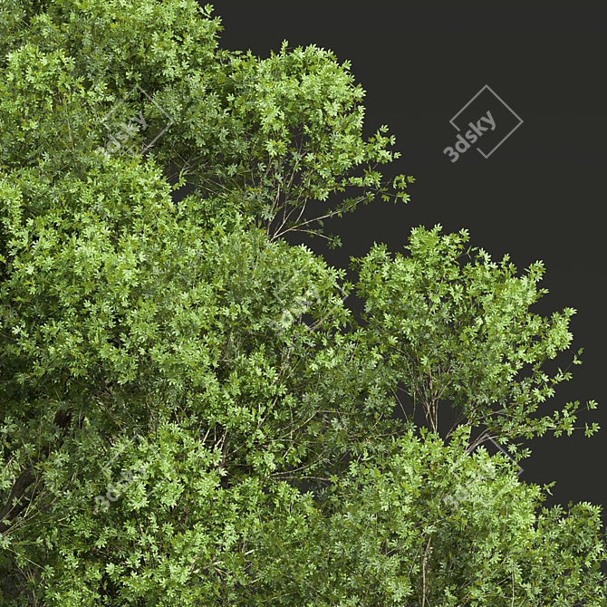 Ziziphus Jujuba Green Red Plant 3D model image 2