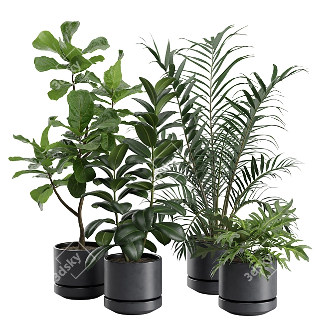 Exotic Indoor Plants Collection - 31 3D model image 1