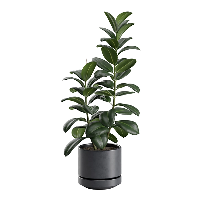 Exotic Indoor Plants Collection - 31 3D model image 4