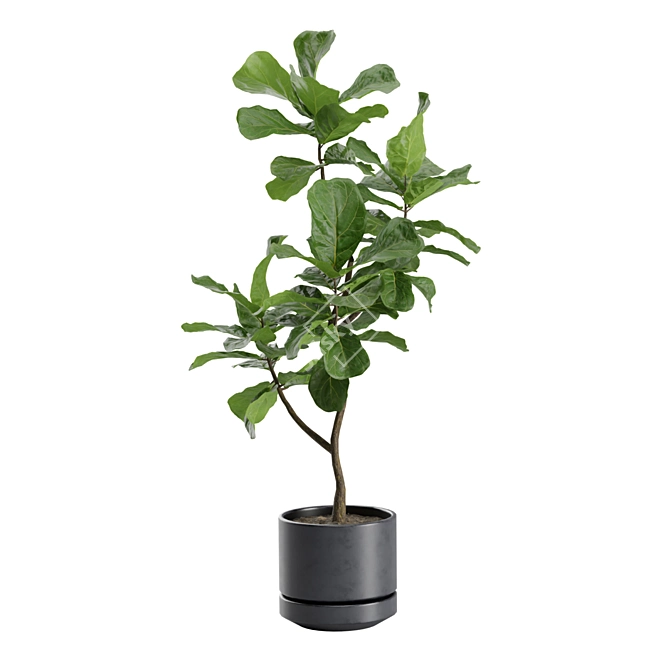 Exotic Indoor Plants Collection - 31 3D model image 5