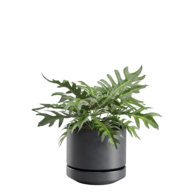 Exotic Indoor Plants Collection - 31 3D model image 7