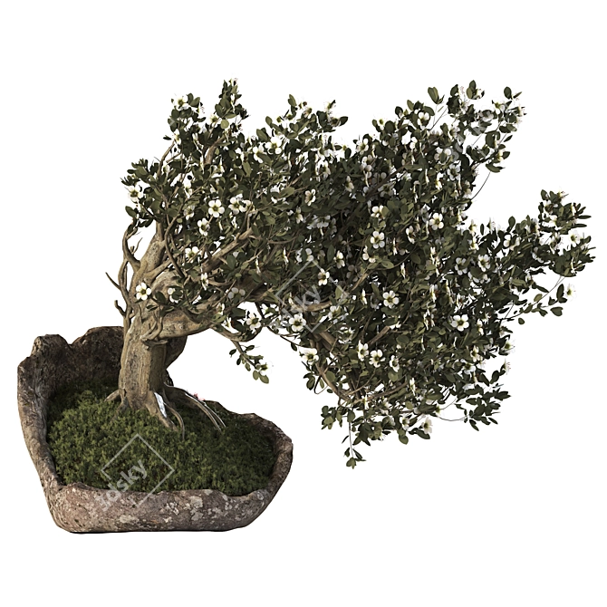 Bonsai Tree with Vase Ensemble 3D model image 3