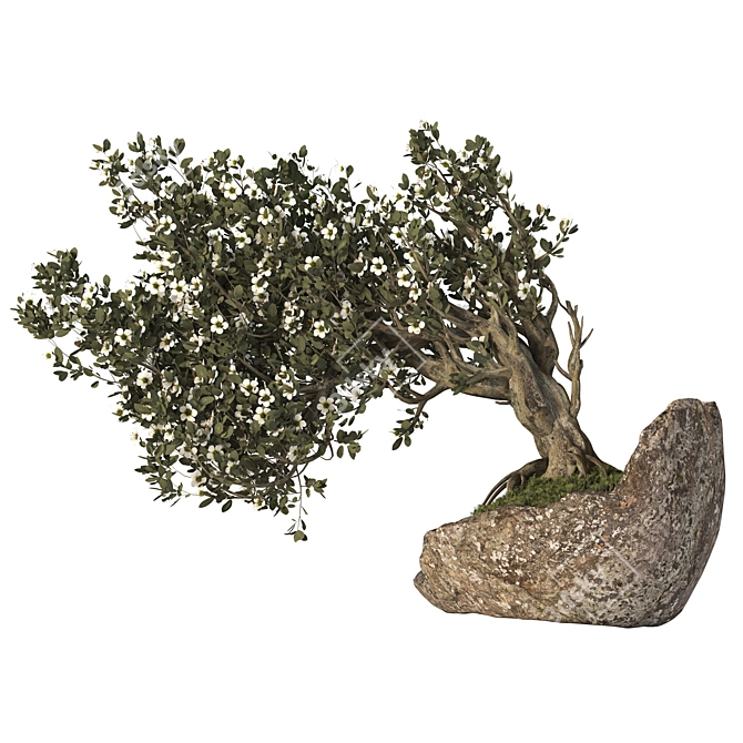 Bonsai Tree with Vase Ensemble 3D model image 5