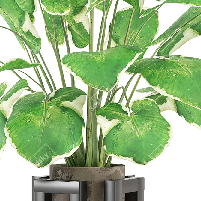 Lush Indoor Plants Collection 2015 3D model image 4