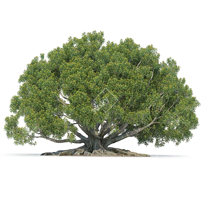 Large Moreton Bay Fig Tree 3D model image 2