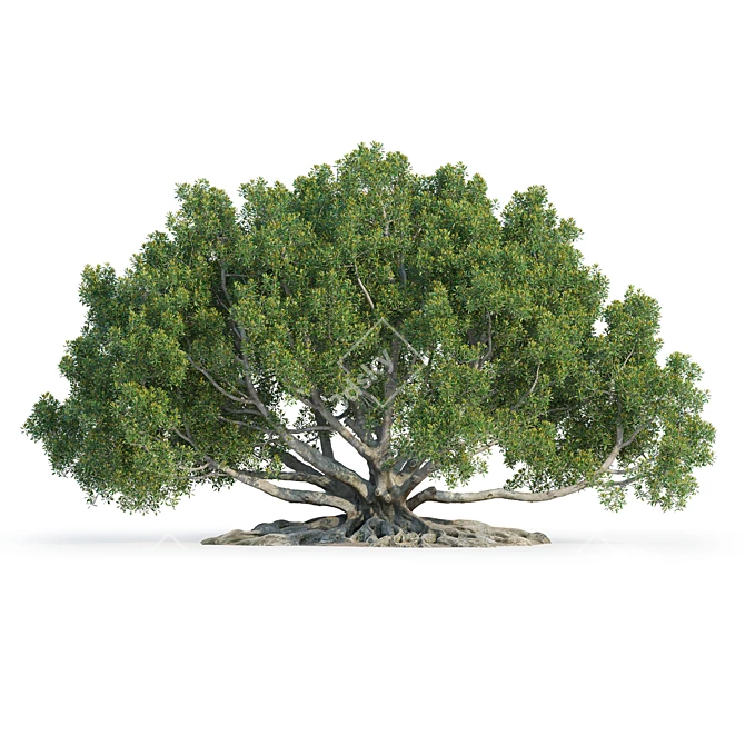 Large Moreton Bay Fig Tree 3D model image 3