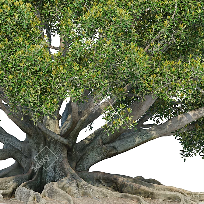 Large Moreton Bay Fig Tree 3D model image 5