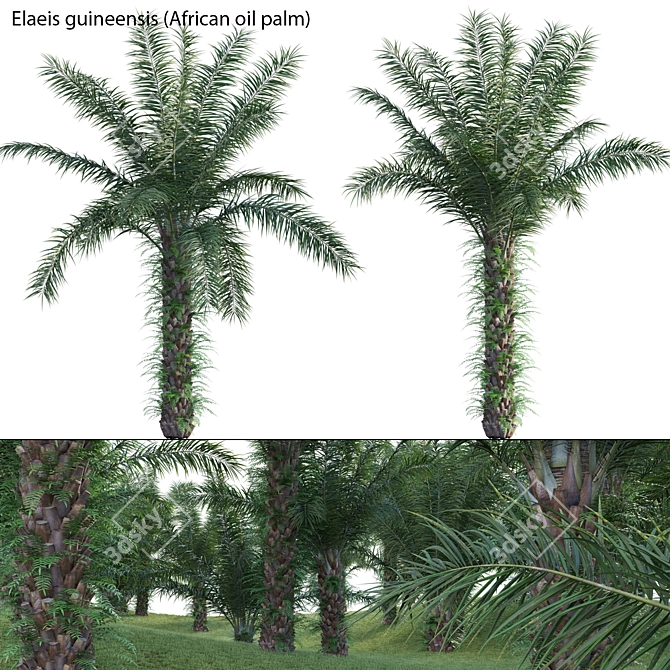 Diverse 3D African Oil Palm 3D model image 1