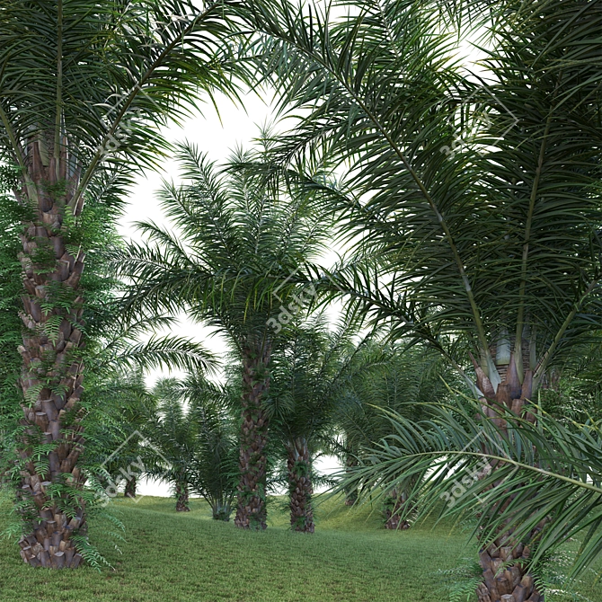 Diverse 3D African Oil Palm 3D model image 2