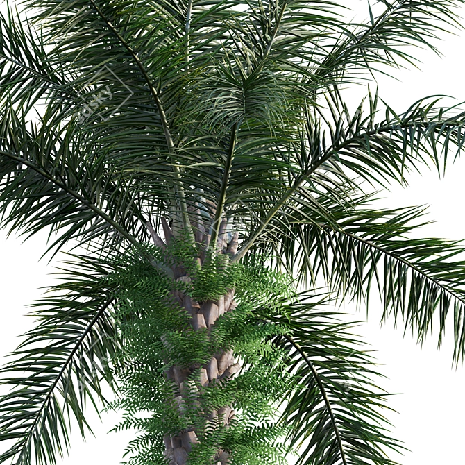 Diverse 3D African Oil Palm 3D model image 3