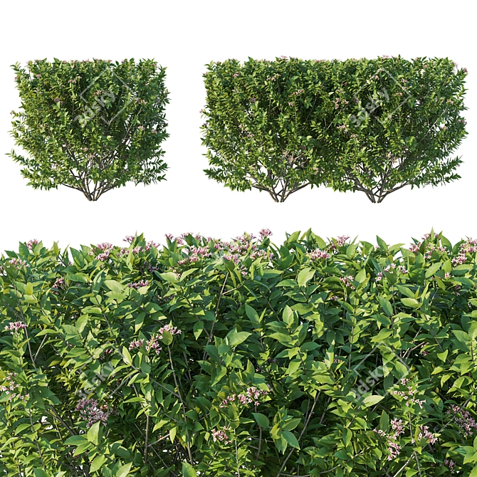 3D Bushes Model 2016 Render 3D model image 1