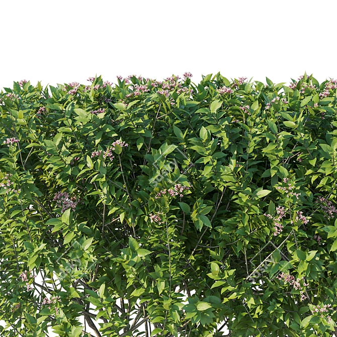 3D Bushes Model 2016 Render 3D model image 2