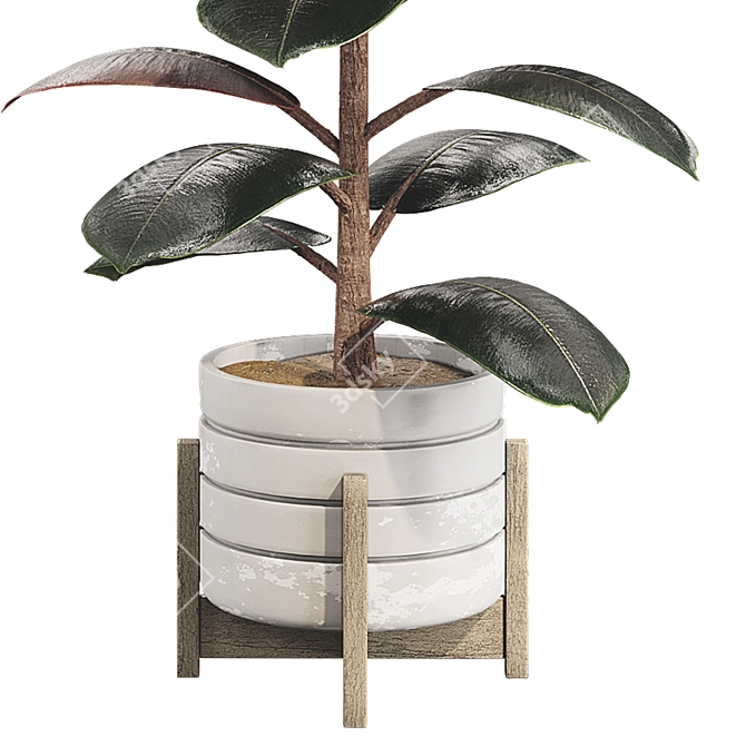 Glossy Ficus Elastica Indoor Plant 3D model image 2