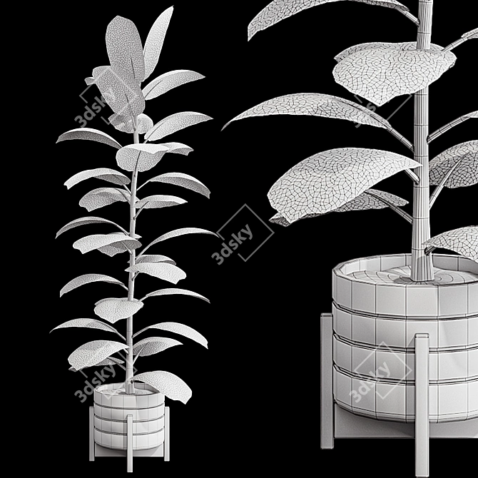 Glossy Ficus Elastica Indoor Plant 3D model image 6