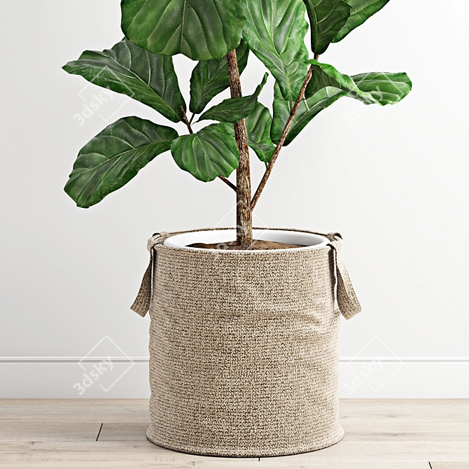 Polygonal Ficus Lyrata 3D Model 3D model image 3