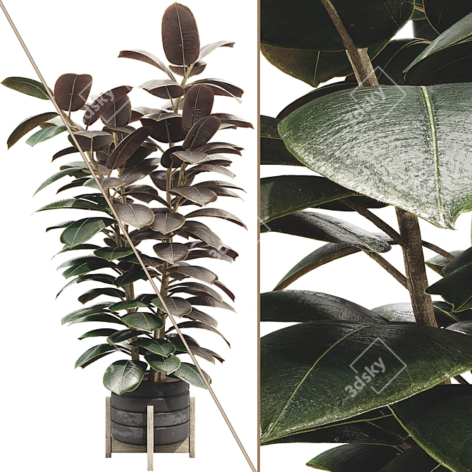 Glossy Ficus Elastica Indoor Plant 3D model image 1