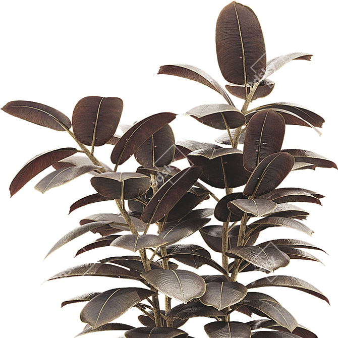 Glossy Ficus Elastica Indoor Plant 3D model image 4