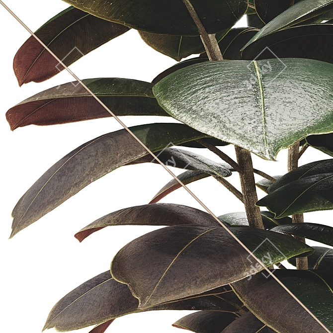 Glossy Ficus Elastica Indoor Plant 3D model image 6