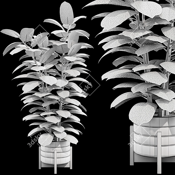 Glossy Ficus Elastica Indoor Plant 3D model image 7