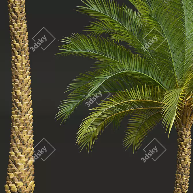 Luxury Phoenix Sylvestris Plant Bundle 3D model image 4