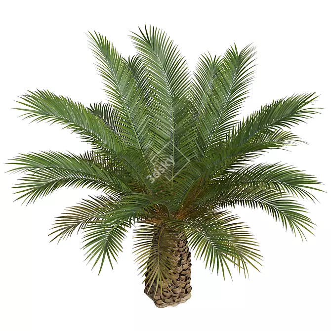 Phoenix Canariensis Decorative Garden Plant 3D model image 6