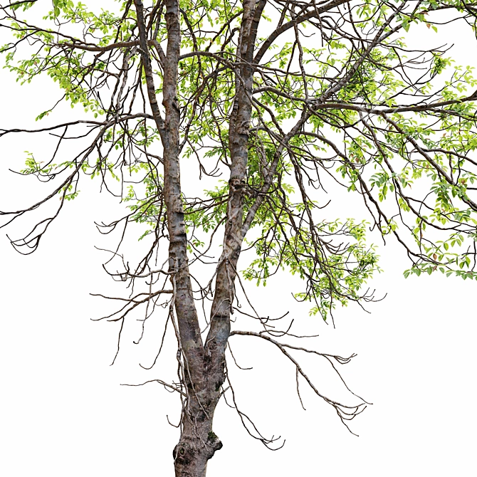 Betula Lenta 10m Height 3D model image 4