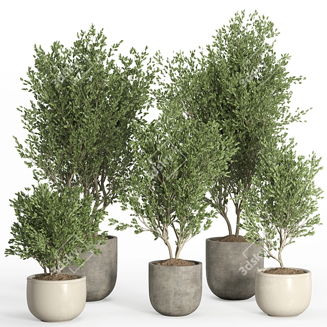 PBR Indoor Plant Set 40 3D model image 1