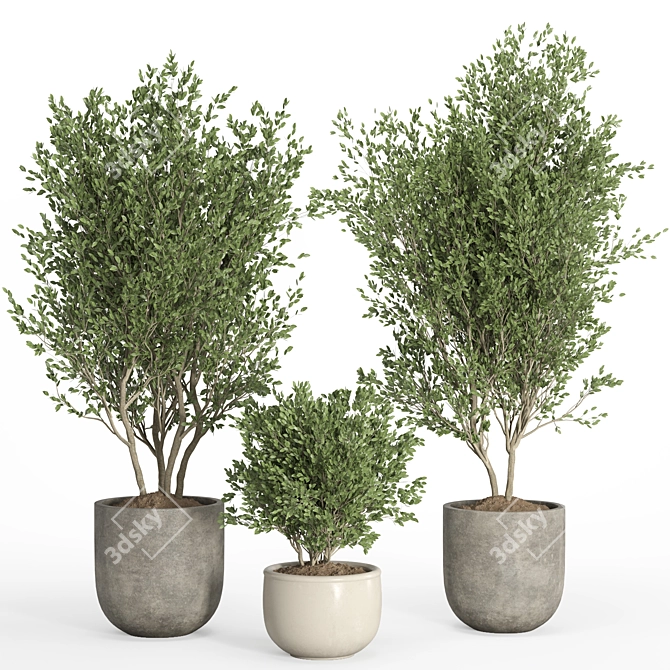 PBR Indoor Plant Set 40 3D model image 2