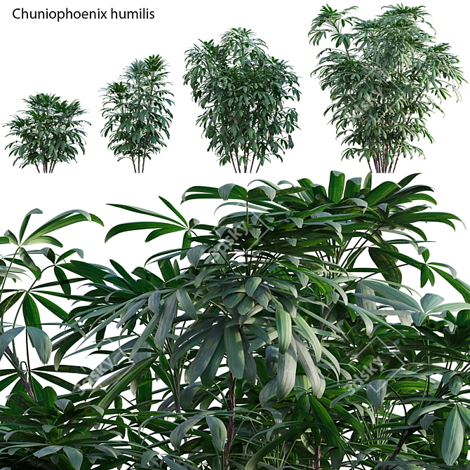 Versatile 3D Plant Models Bundle 3D model image 1