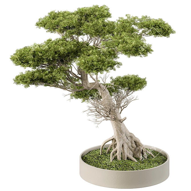 Zen Bonsai Plant 460 3D model image 1